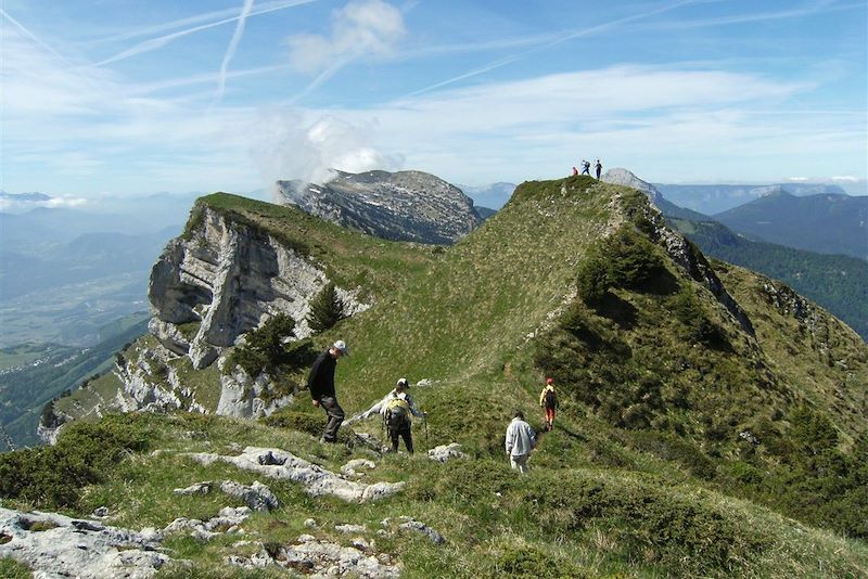 Chartreuse Heureuse 