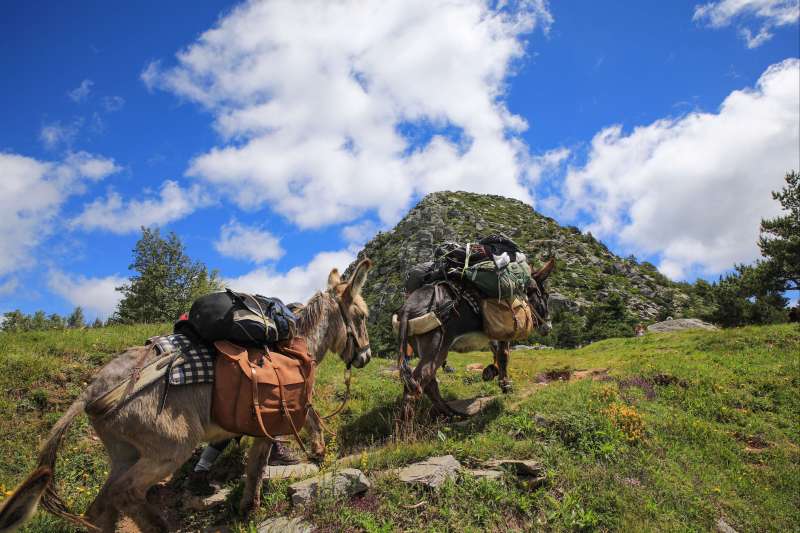 Vagabond'ânes sur les Monts d'Ardèche