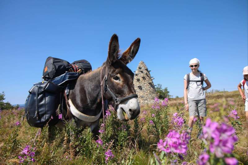 Vagabond'ânes sur les Monts d'Ardèche