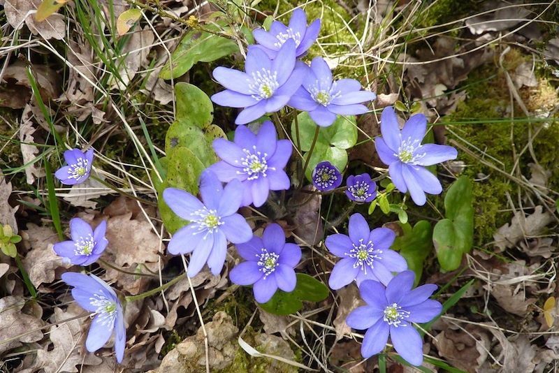 Petits seigneurs du Larzac