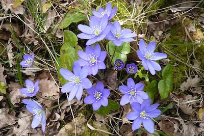 Petits seigneurs du Larzac 4