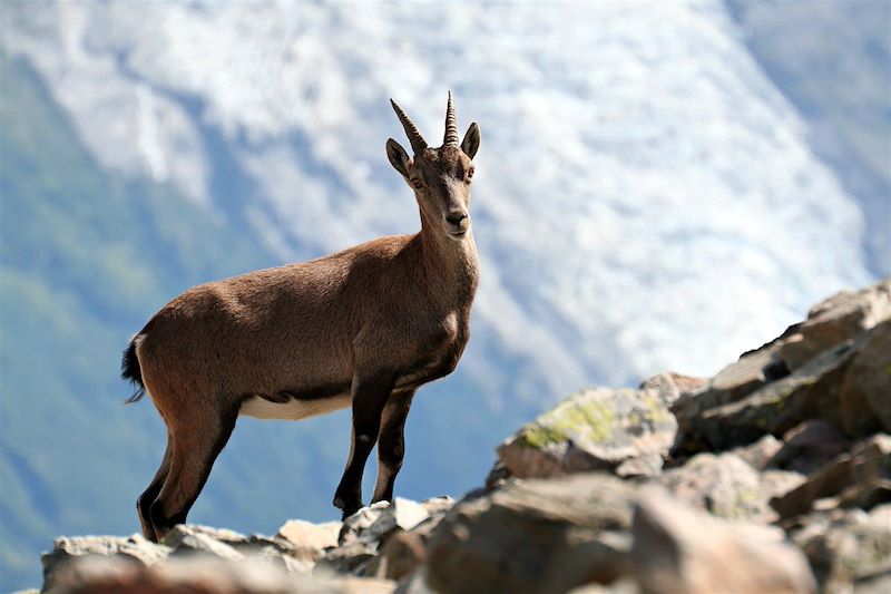 À trois petits pas du Mont-Blanc