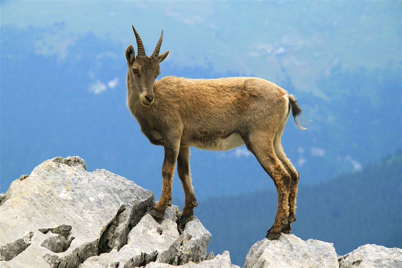 Le tour du Mont-Blanc (confort)