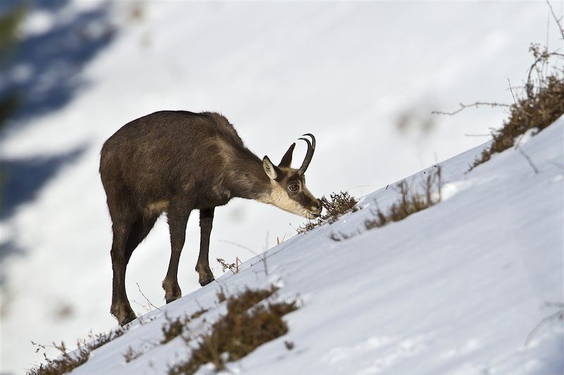 Traversée du Jura franco-suisse