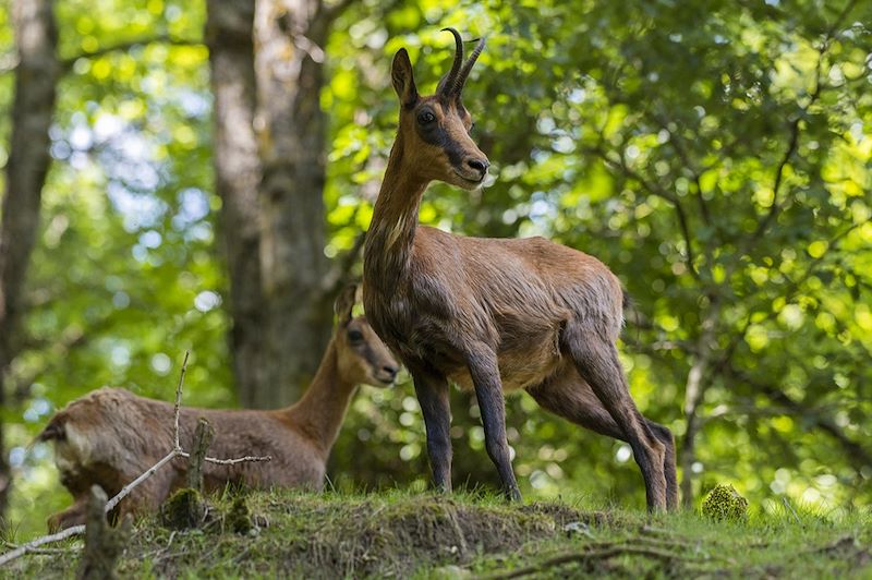 Isards dans les Pyrénées - France