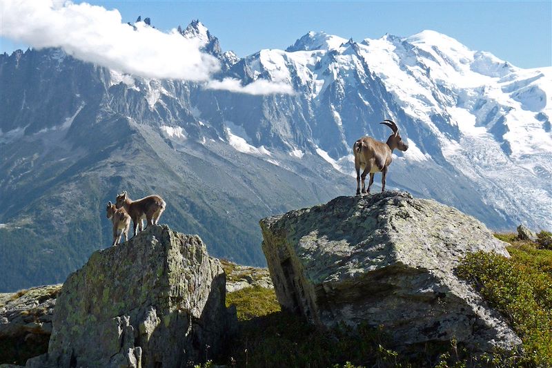 Le tour du Mont-Blanc (en bivouac)