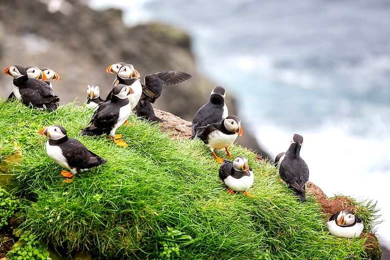 Macareux moines à Mykines - Îles Féroé - Danemark