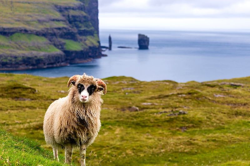 Mouton sur les Îles Féroé - Danemark