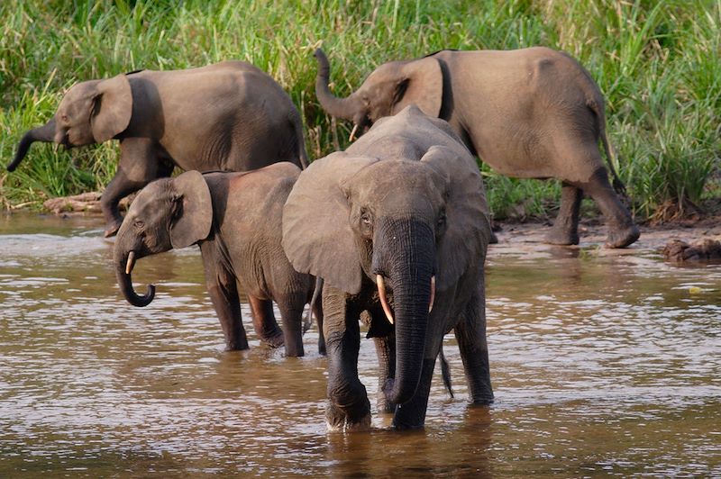 Éléphants - Gabon