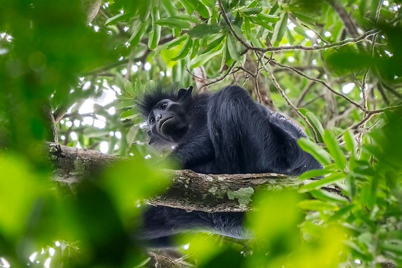 Colobe noir (Colobus satanas) dans le Parc national de Lopé - Gabon