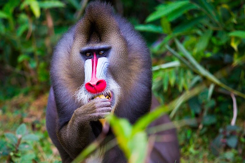Mandrill (Mandrillus sphinx) au Gabon