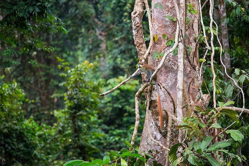 Moustac (Cercopithecus cephus) dans une forêt tropicale - Gabon