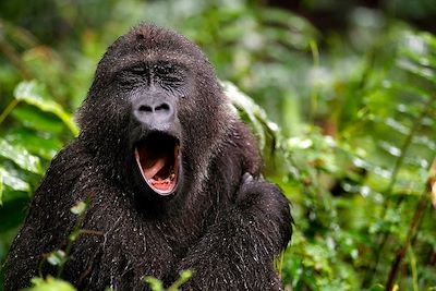 Gabon, l'aventure, la vraie
