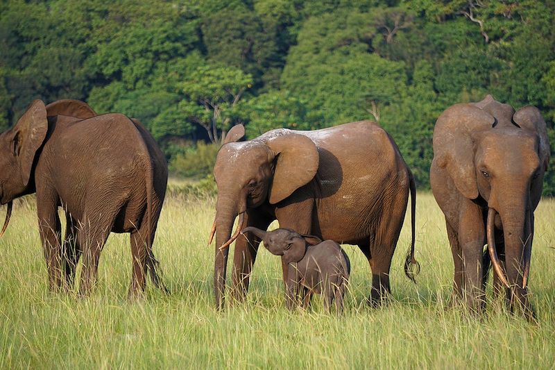 Éléphants au Gabon