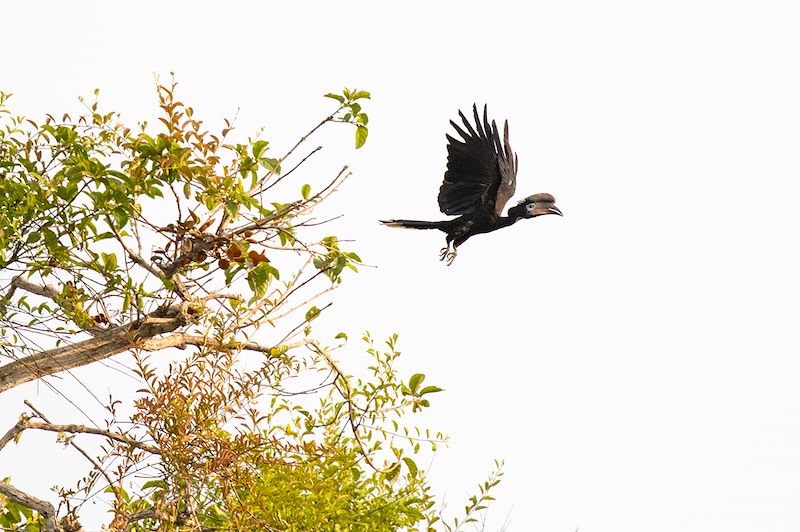 Calao à casque noir (Ceratogymna atrata) - Parc national de Loango - Gabon