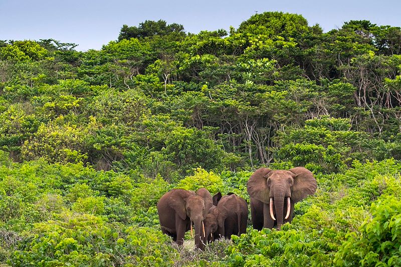 Éléphant de forêt d'Afrique  (Loxodonta cyclotis) dans le Parc national de Loango - Gabon