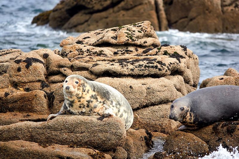 Phoques gris sur les îles Scilly - Îles Britanniques - Royaume-Uni