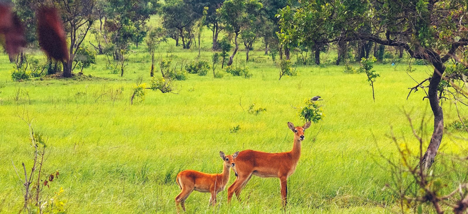 Image Au coeur du Ghana !