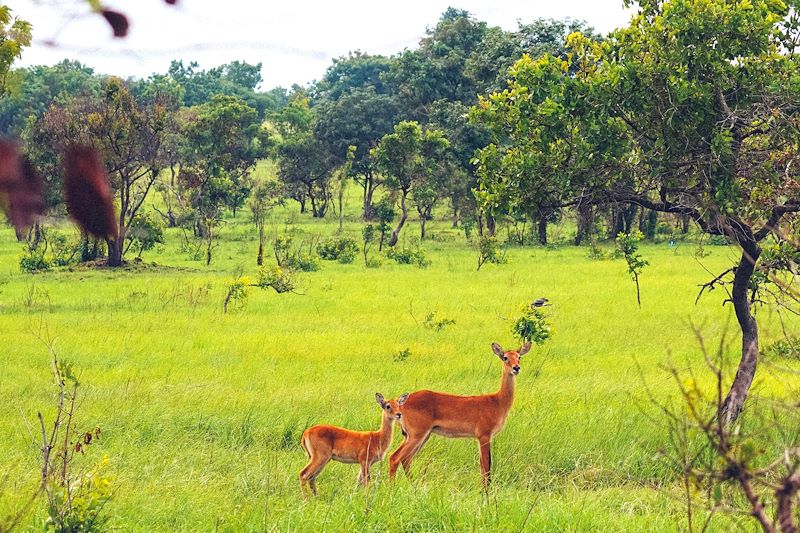 Antilopes - Shai Hills - Ghana