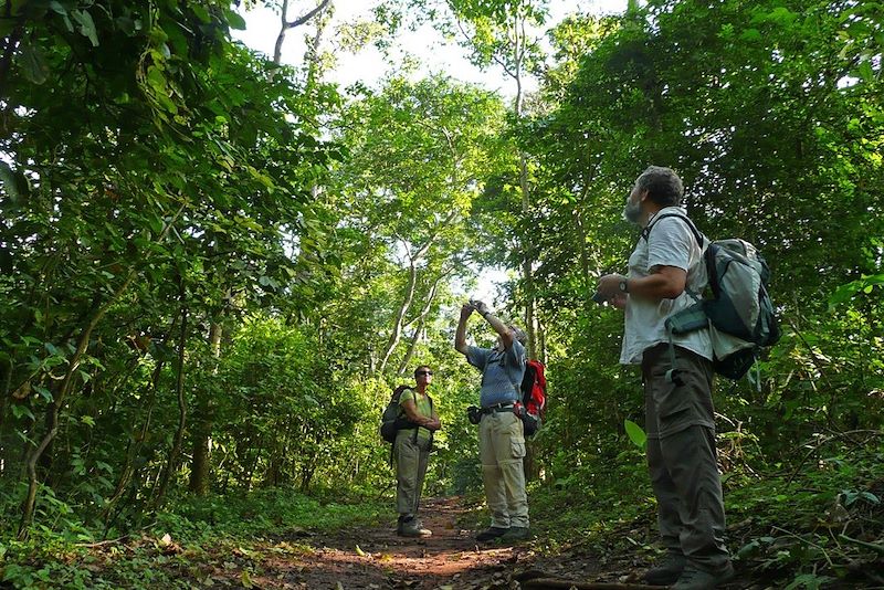 Randonnée dans le Parc national de Kakum - Ghana