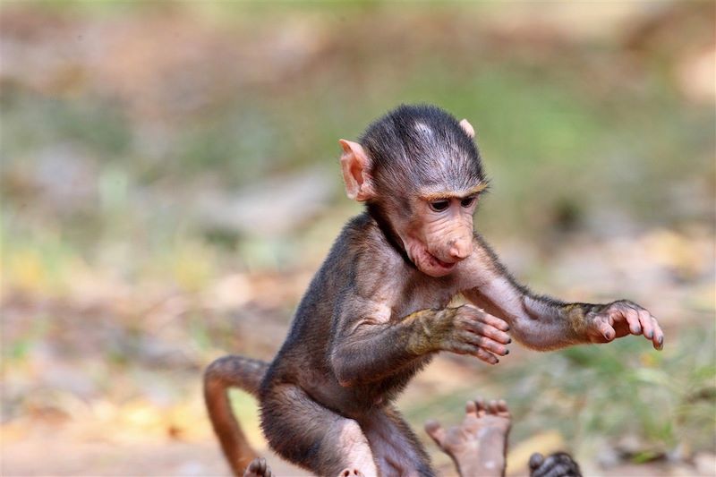 Babouin olive (Papio anubis) dans le parc national de Mole - Ghana