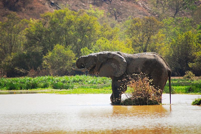 Éléphant dans le Parc national Mole - Ghana