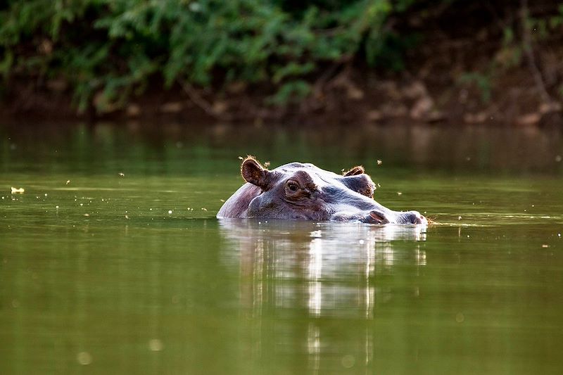 Hippopotame dans le fleuve Gambie - Gambie