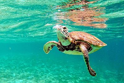Escapade sur les lagunes des Caraïbes 2