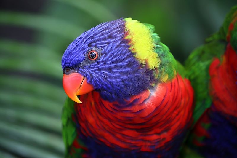 Loriquet arc-en-ciel au Jardin Botanique de Deshaies - Guadeloupe