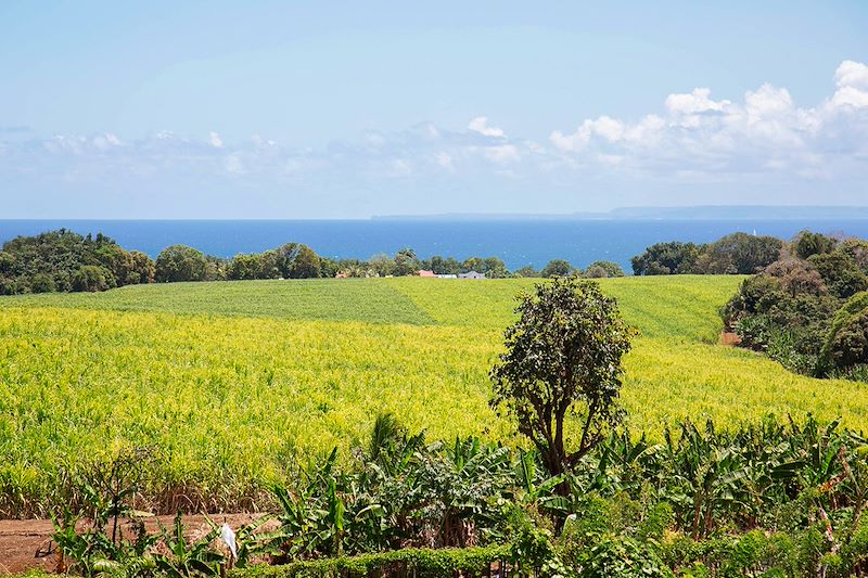 Champs de canne à sucre à la distillerie Longueteau - Capesterre-Belle-Eau - Guadeloupe
