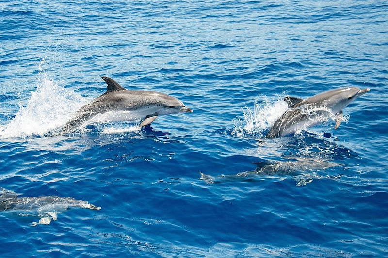 Dauphins tachetés pantropicaux