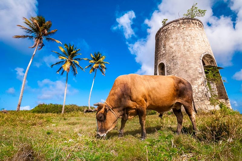 Les îles de la Guadeloupe, Marie-Galante et Les Saintes : plages paradisiaques, randonnée volcanique, snorkeling...