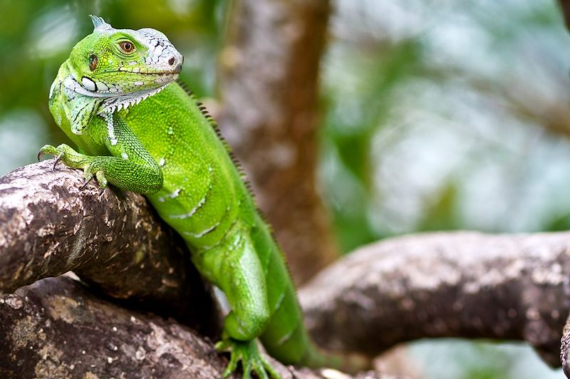 Iguane en Guadeloupe