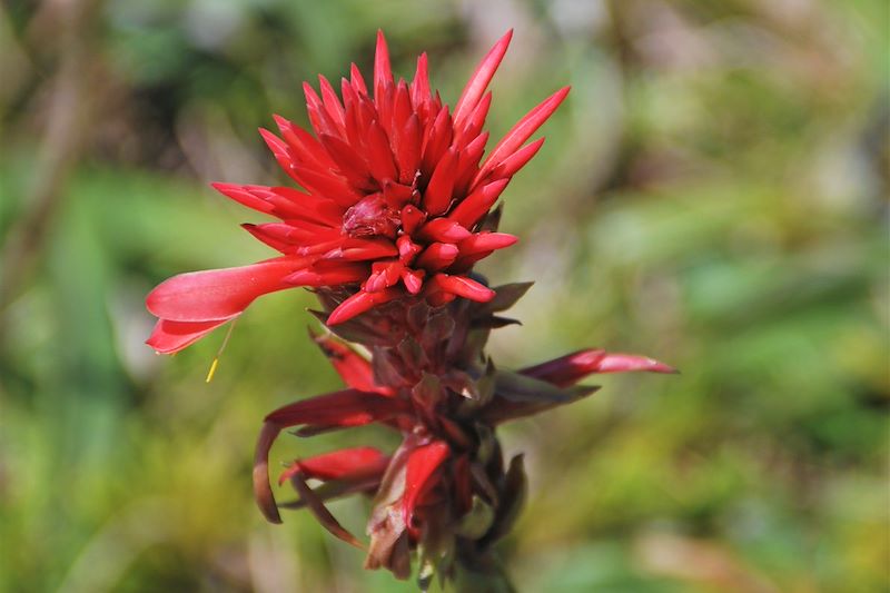 Flore - Guadeloupe