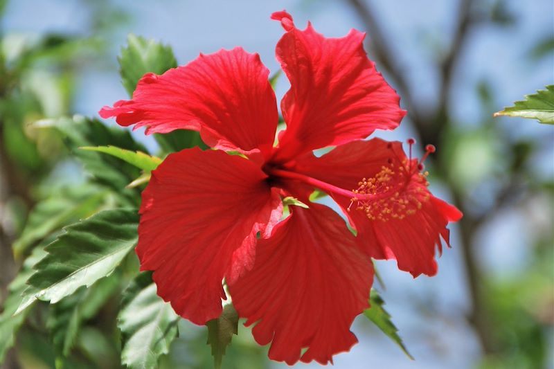 Paradis guadeloupéen 