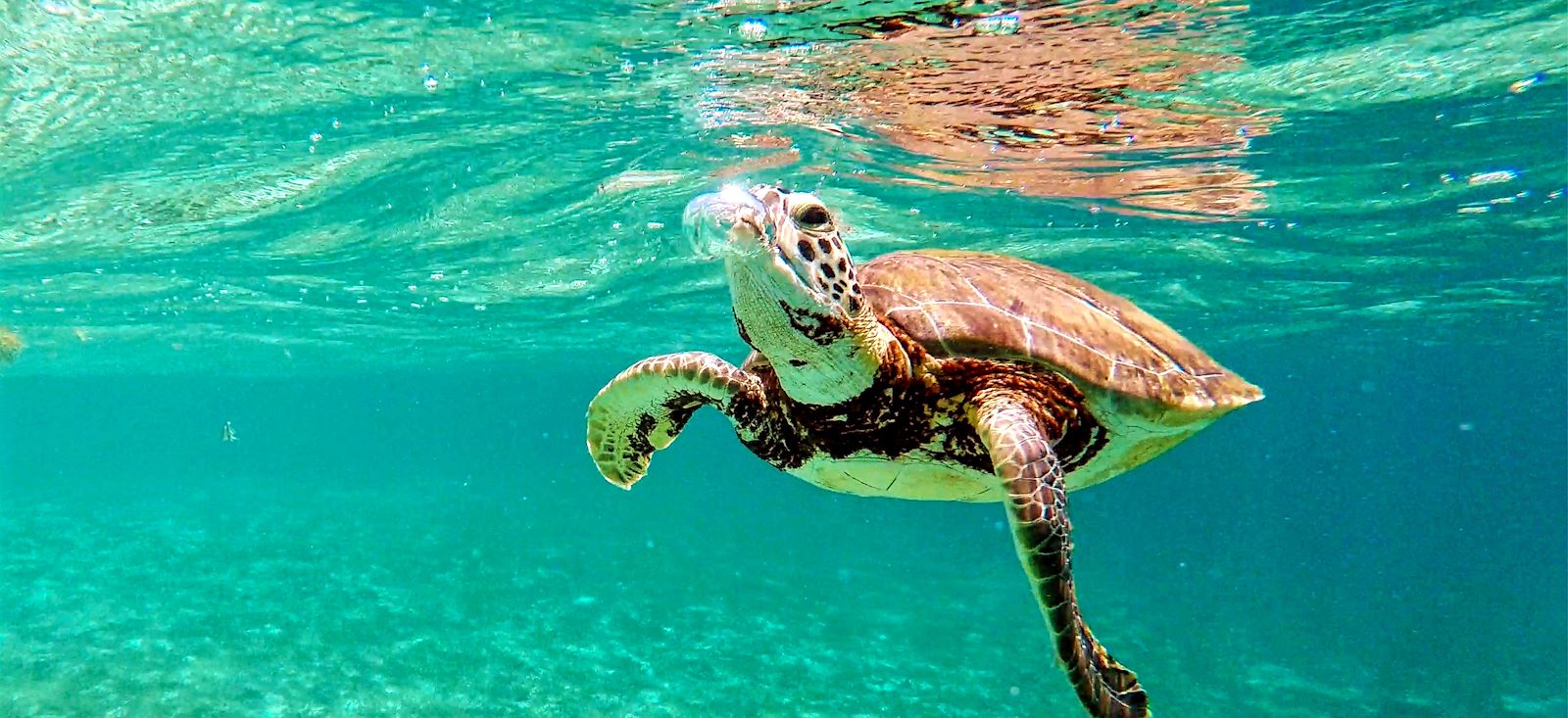Image Paradis guadeloupéen