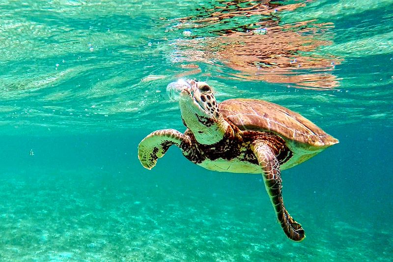 Tortue en Guadeloupe 