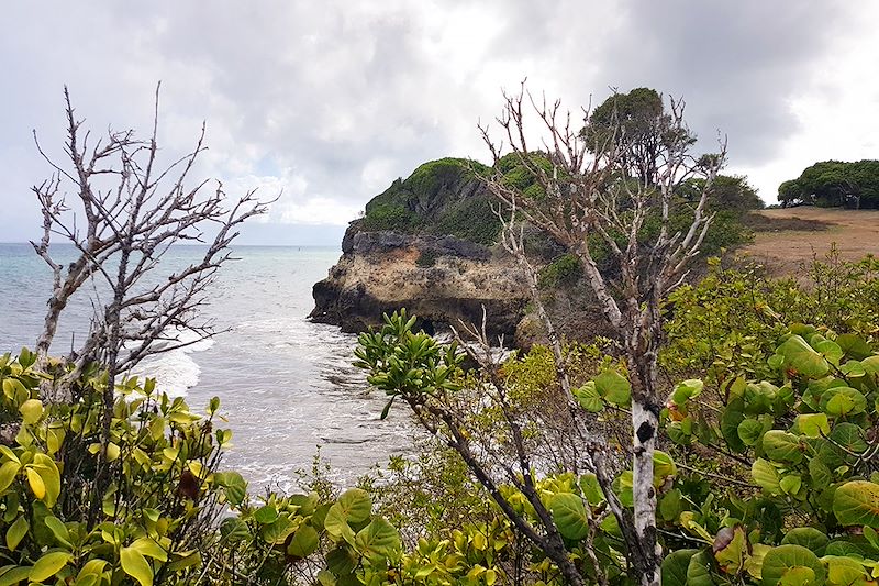 Paysage sur le littoral de Saint-Félix - Guadeloupe