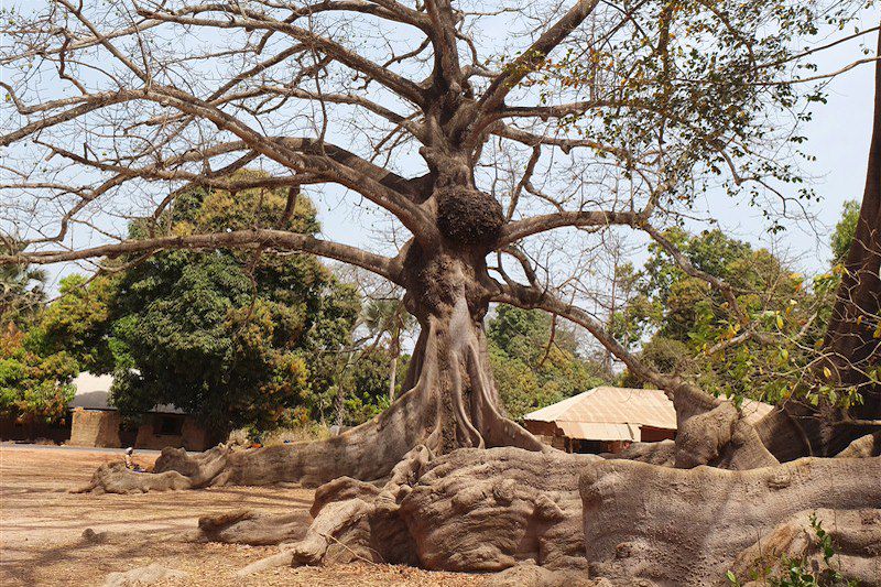 Mlomp - La Casamance - Sénégal