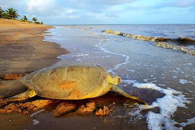 Bijagos, l'archipel aux tortues