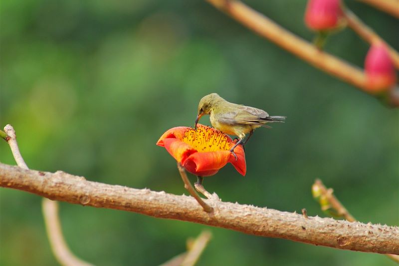 Colibri - Guinée Bissau