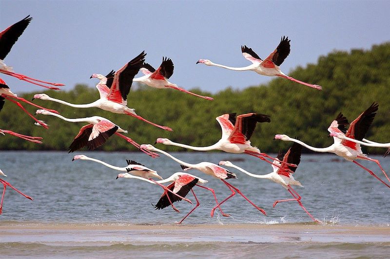 Flamant rose - Guinée Bissau