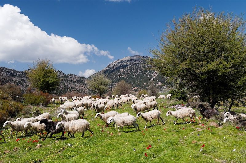 Plateau d'Omalos - Crète occidentale - Grèce