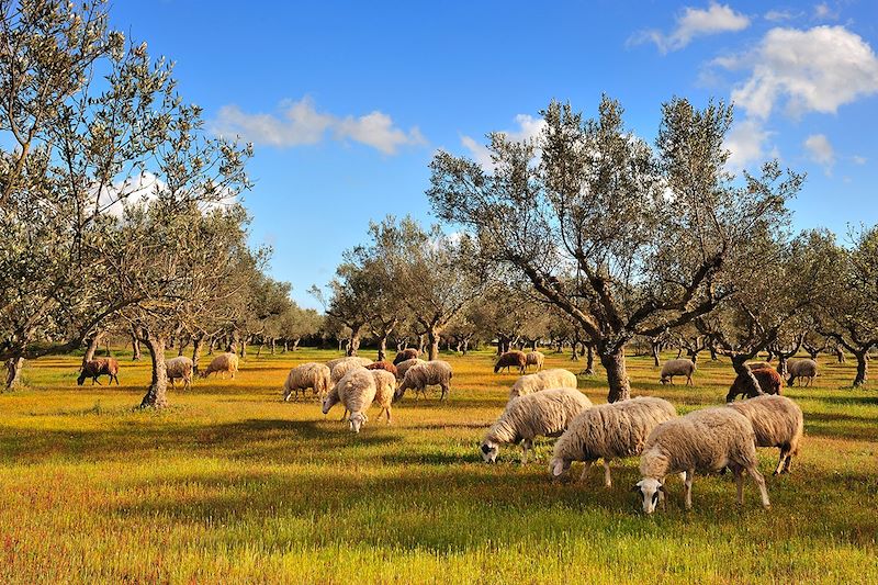 Moutons dans un champs d'oliviers à Kalamata - Péloponnèse - Grèce