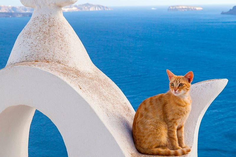 Chat sur l'archipel de Santorin - Grèce