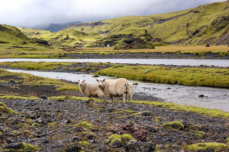 Duo du Grand Nord : le Groenland & l'Islande