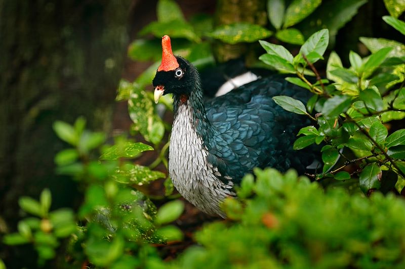 Oréophase cornu - Guatemala