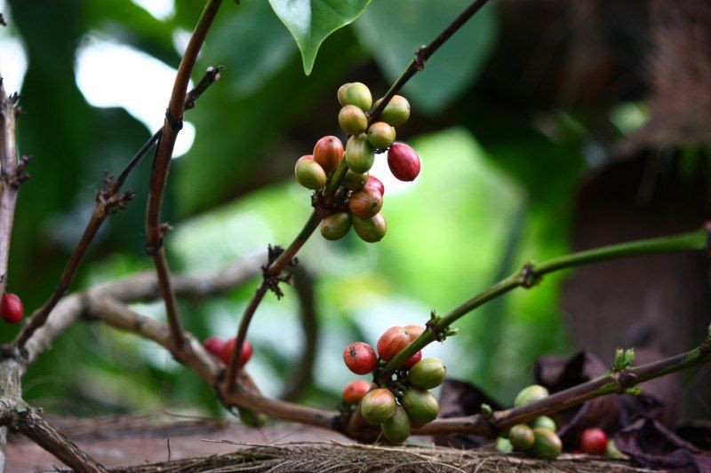 Plantation de café