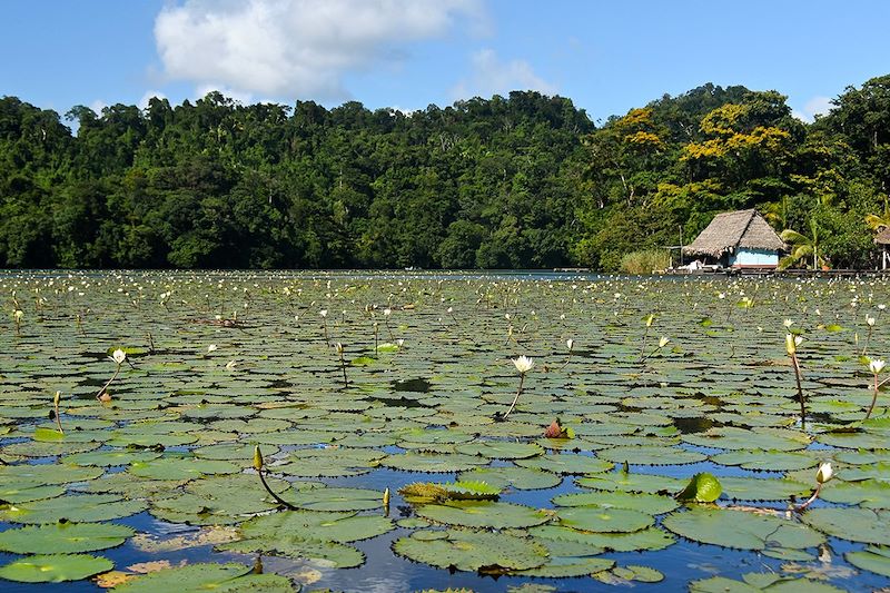 Nénuphars du Rio Dulce - Département d'Izabal - Guatemala