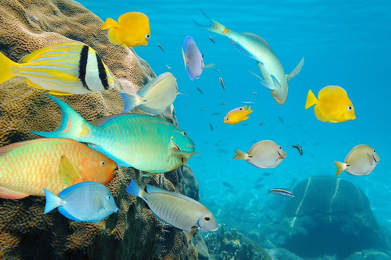 Banc de poissons tropicaux - Mer des Caraïbes - Belize